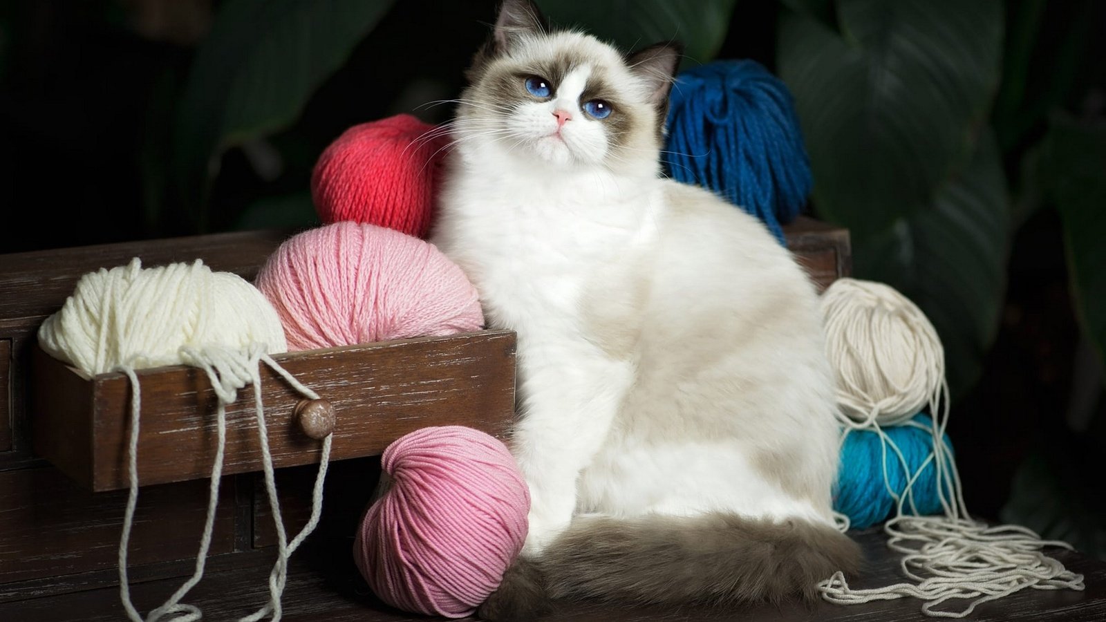 Обои кот, рэгдолл, кошка, взгляд, голубые глаза, клубки, нитки, ящик, комод, пряжа, yarn, cat, ragdoll, look, blue eyes, balls, thread, box, chest разрешение 2048x1280 Загрузить