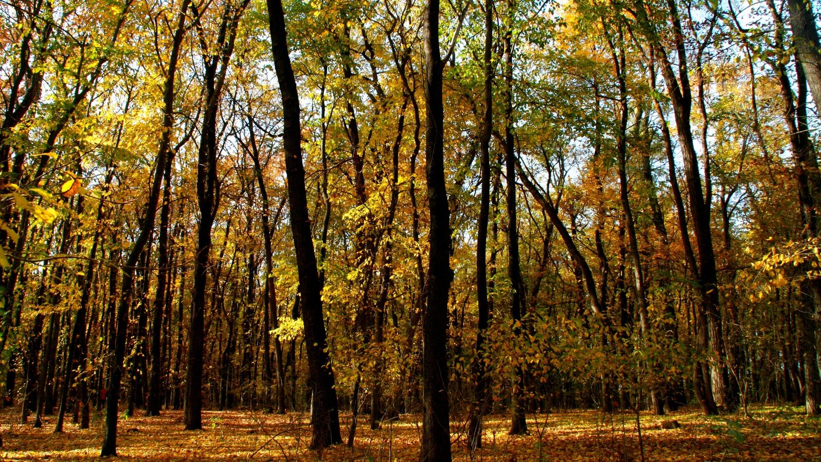 Обои деревья, лес, листья, ветки, стволы, осень, trees, forest, leaves, branches, trunks, autumn разрешение 3888x2592 Загрузить