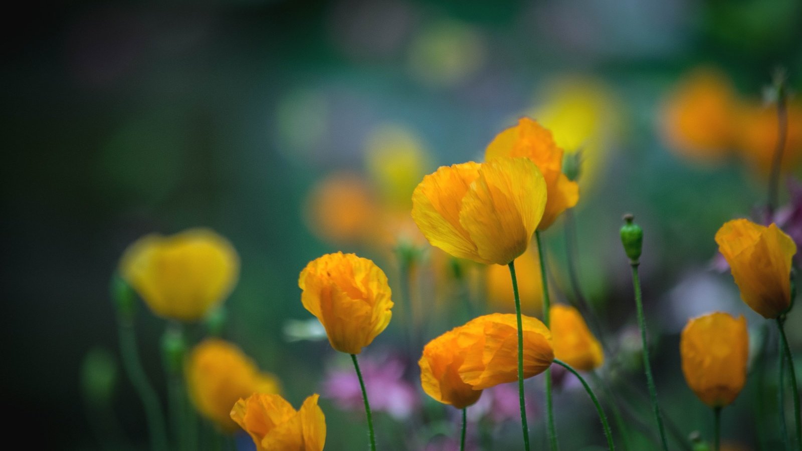 Обои цветы, лепестки, маки, луг, стебли, желтые, yellow poppies, flowers, petals, maki, meadow, stems, yellow разрешение 2048x1365 Загрузить