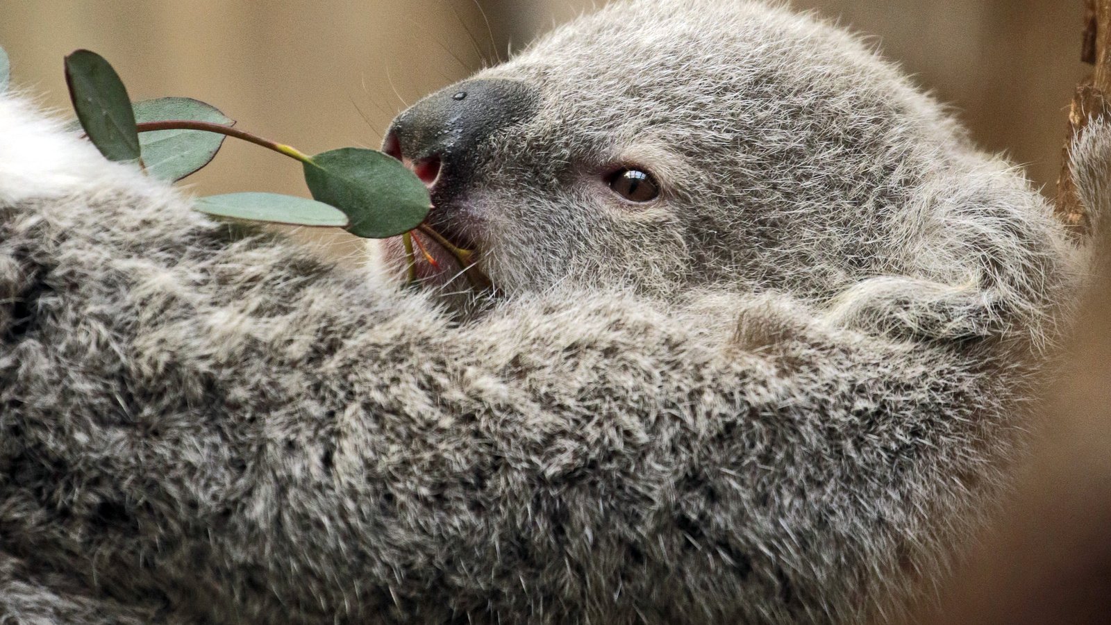 Обои ветка, листья, мордочка, животное, коала, сумчатые, branch, leaves, muzzle, animal, koala, marsupials разрешение 3192x2640 Загрузить