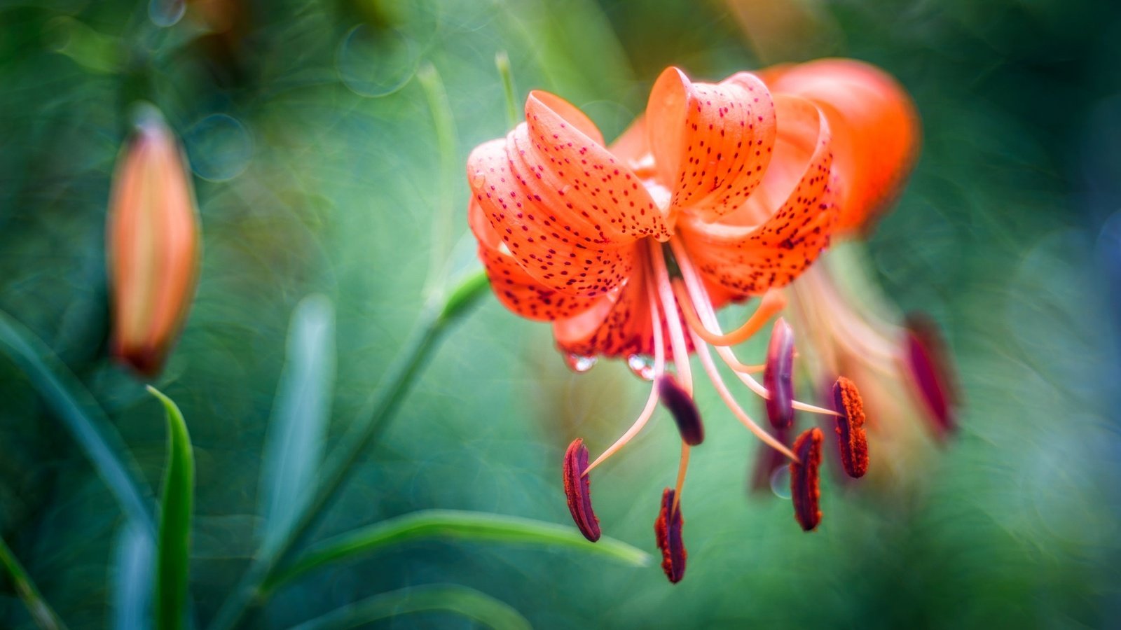 Обои цветы, тычинки, размытость, лилия, боке, flowers, stamens, blur, lily, bokeh разрешение 2048x1152 Загрузить