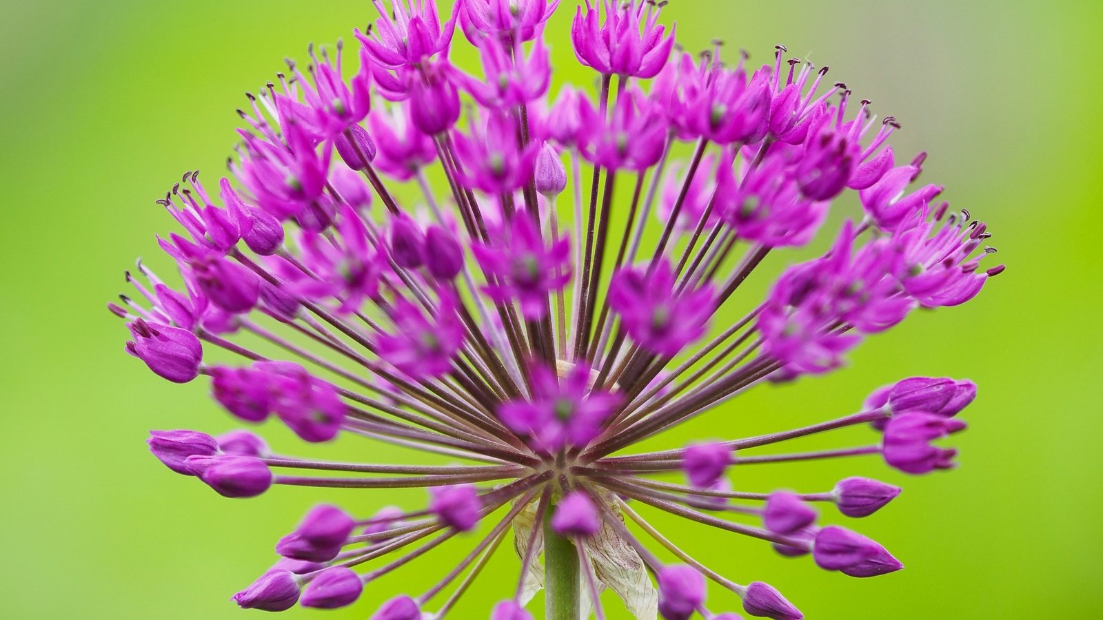 Обои макро, соцветие, декоративный лук, аллиум, macro, inflorescence, decorative bow, allium разрешение 2048x1416 Загрузить