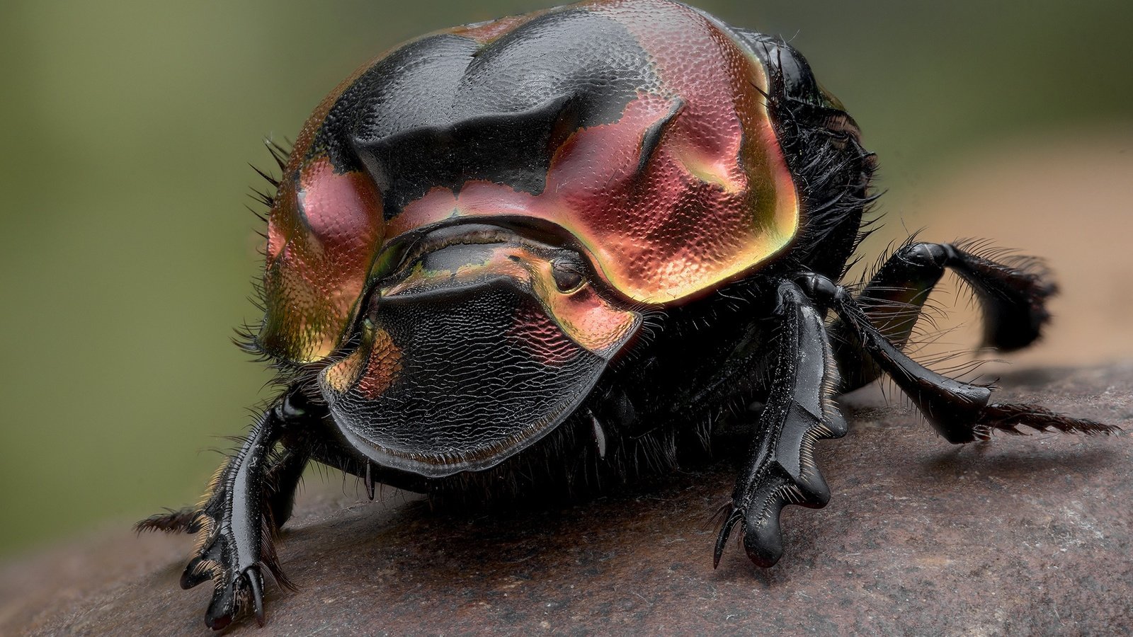 Обои жук, насекомое, лапки, навозник, beetle, insect, legs, dung beetle разрешение 2000x1336 Загрузить