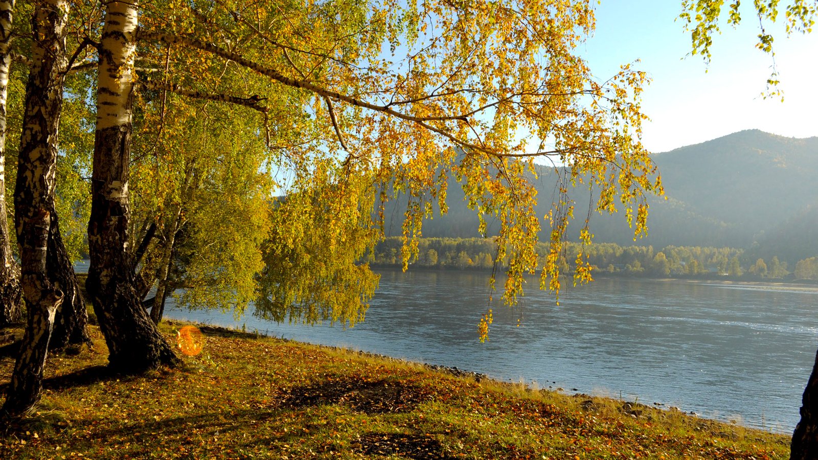 Обои река, природа, пейзаж, березы, осень, river, nature, landscape, birch, autumn разрешение 1920x1200 Загрузить