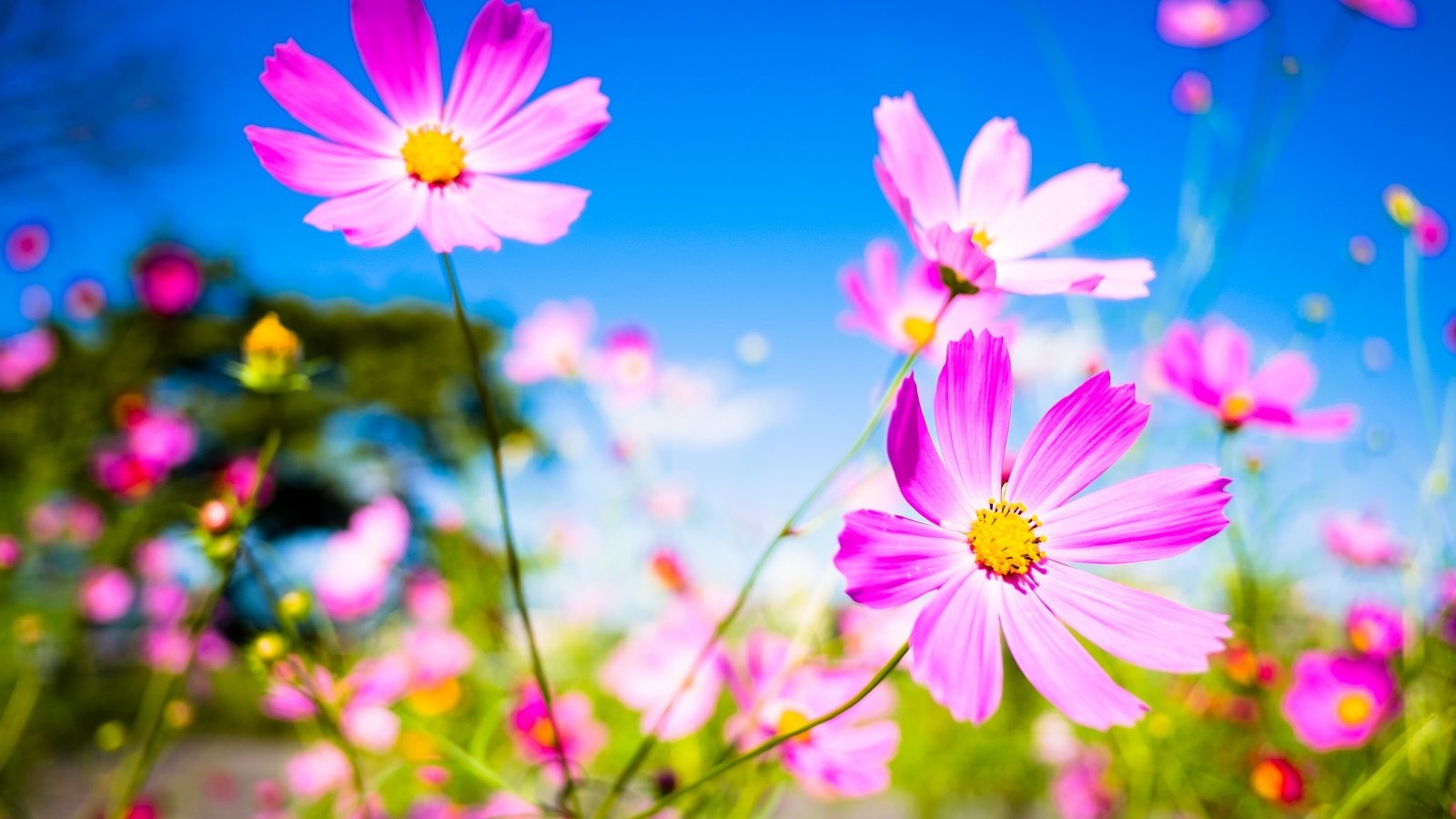 Обои небо, цветы, макро, фон, лепестки, стебли, космея, the sky, flowers, macro, background, petals, stems, kosmeya разрешение 2048x1365 Загрузить