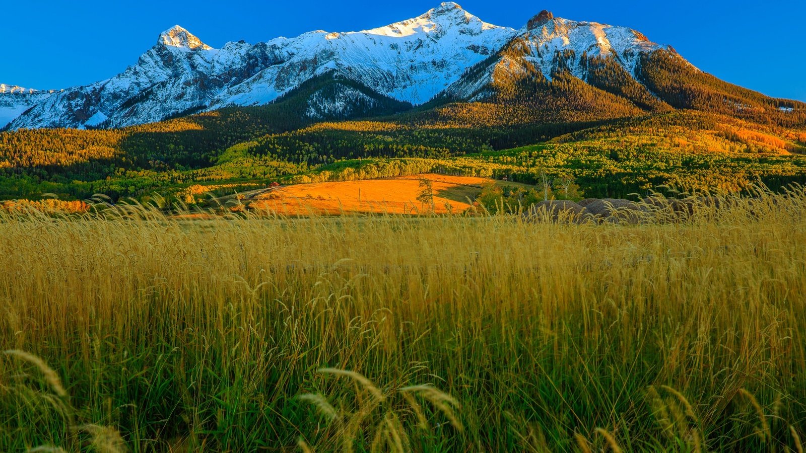 Обои трава, горы, осень, сша, колорадо, аспен, grass, mountains, autumn, usa, colorado, aspen разрешение 1920x1225 Загрузить