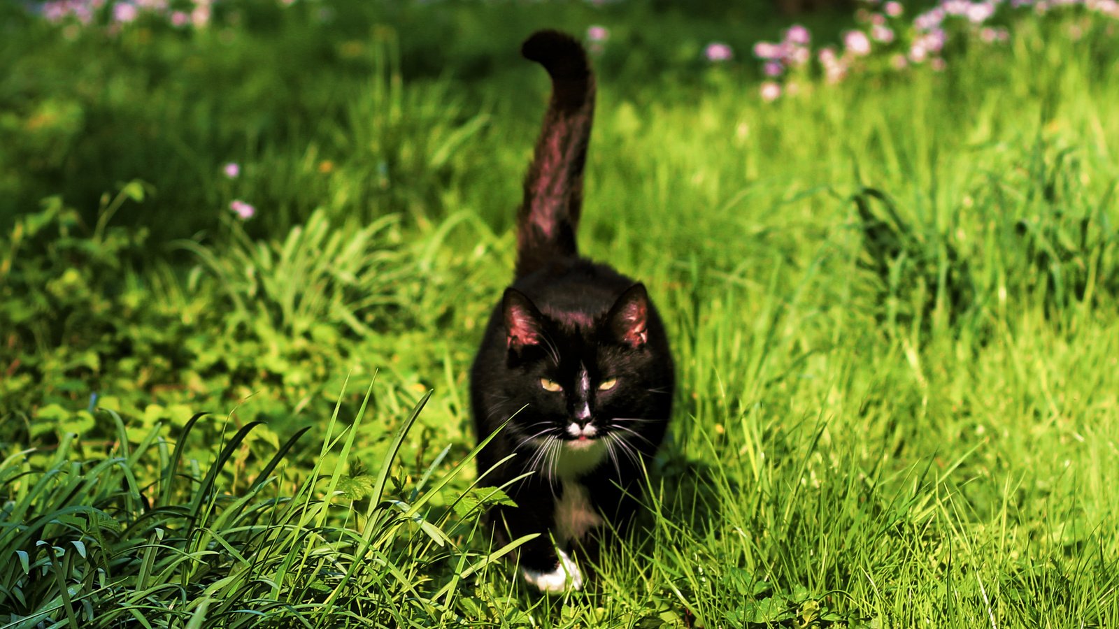 Обои трава, мордочка, усы, кошка, взгляд, хвост, черный кот, by schafsheep, grass, muzzle, mustache, cat, look, tail, black cat разрешение 2801x1681 Загрузить