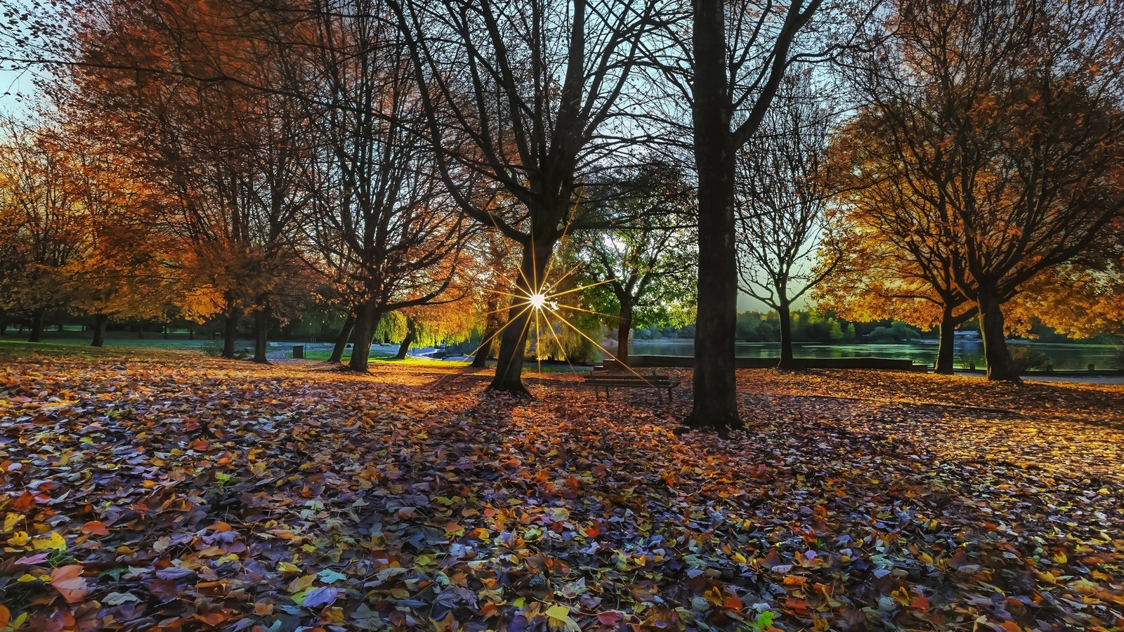 Обои деревья, природа, листья, парк, осень, trees, nature, leaves, park, autumn разрешение 1920x1200 Загрузить