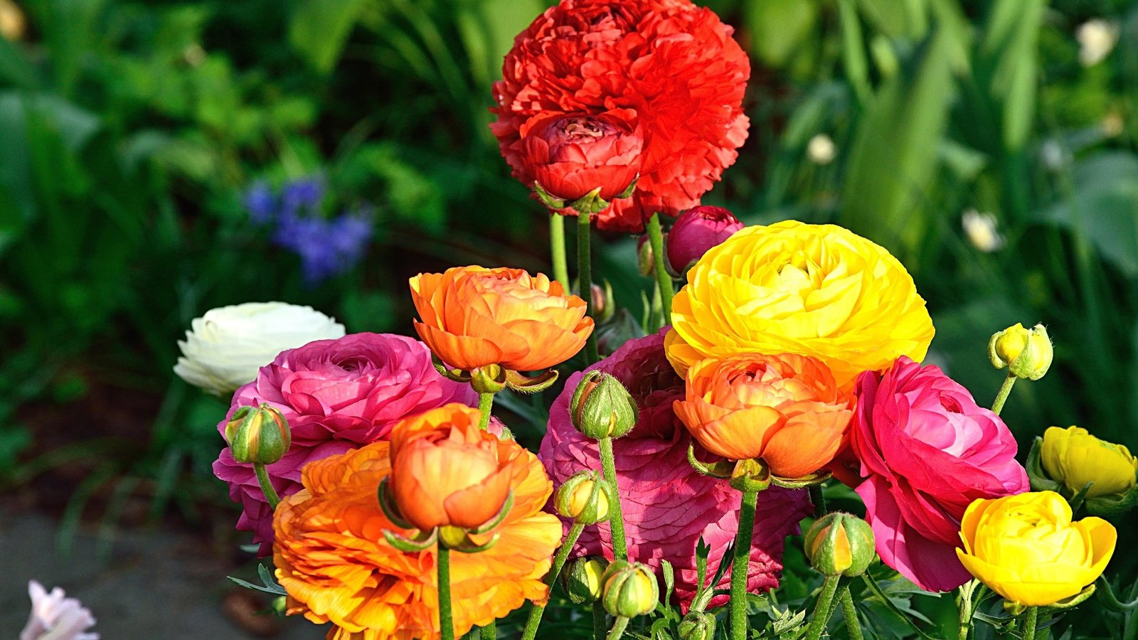 Обои цветы, лепестки, букет, ранункулюс, лютик, flowers, petals, bouquet, ranunculus, buttercup разрешение 4000x2667 Загрузить
