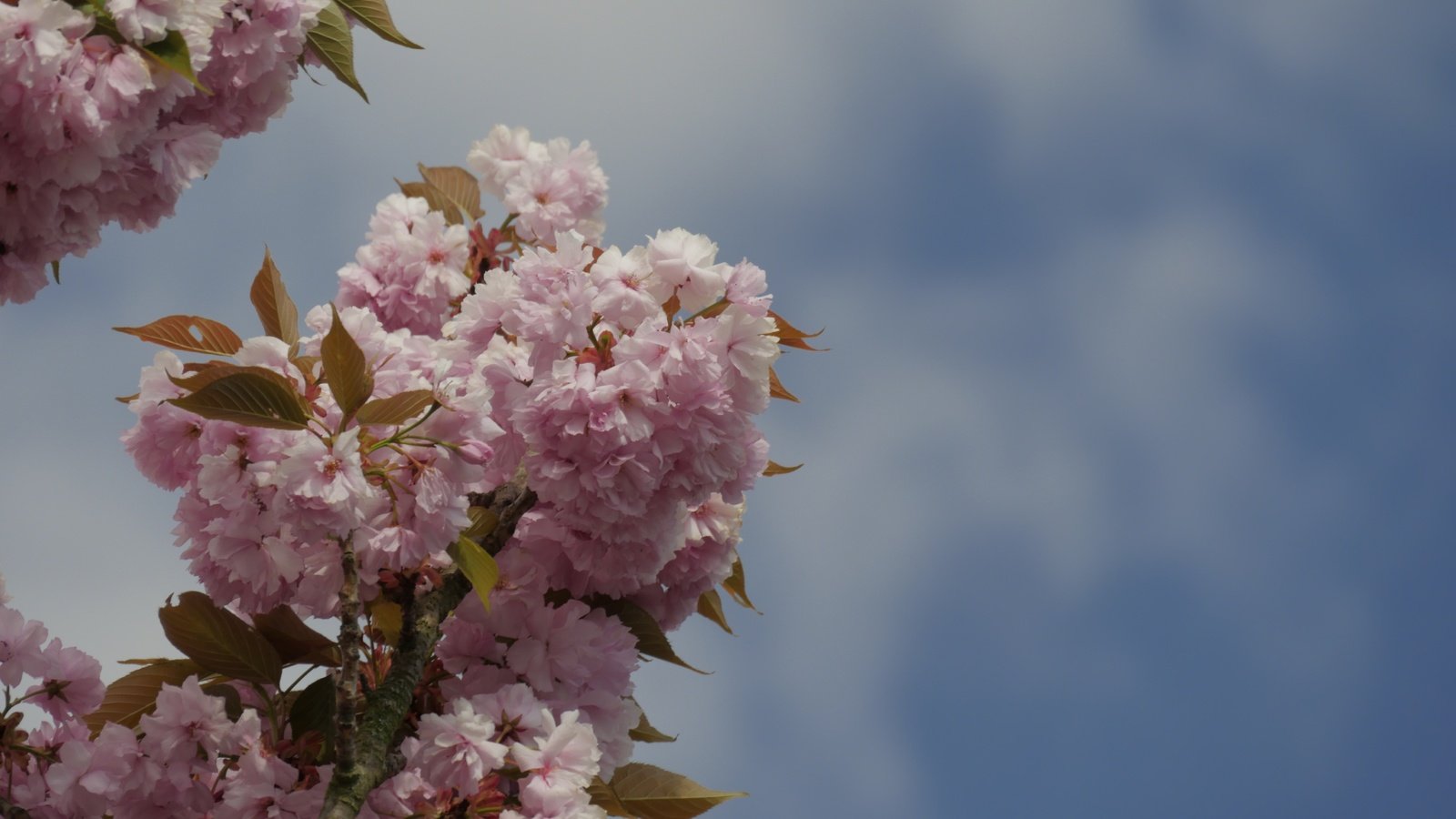 Обои небо, ветка, цветение, весна, вишня, розовые цветы, the sky, branch, flowering, spring, cherry, pink flowers разрешение 5184x3456 Загрузить