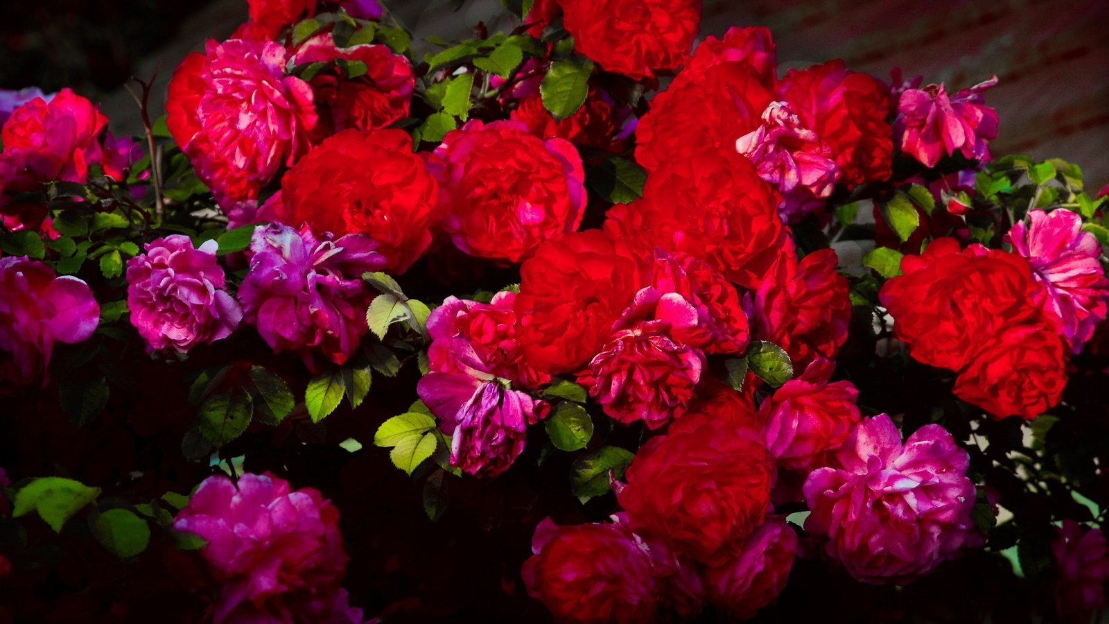 Обои цветы, бутоны, розы, лепестки, куст, flowers, buds, roses, petals, bush разрешение 3840x2160 Загрузить