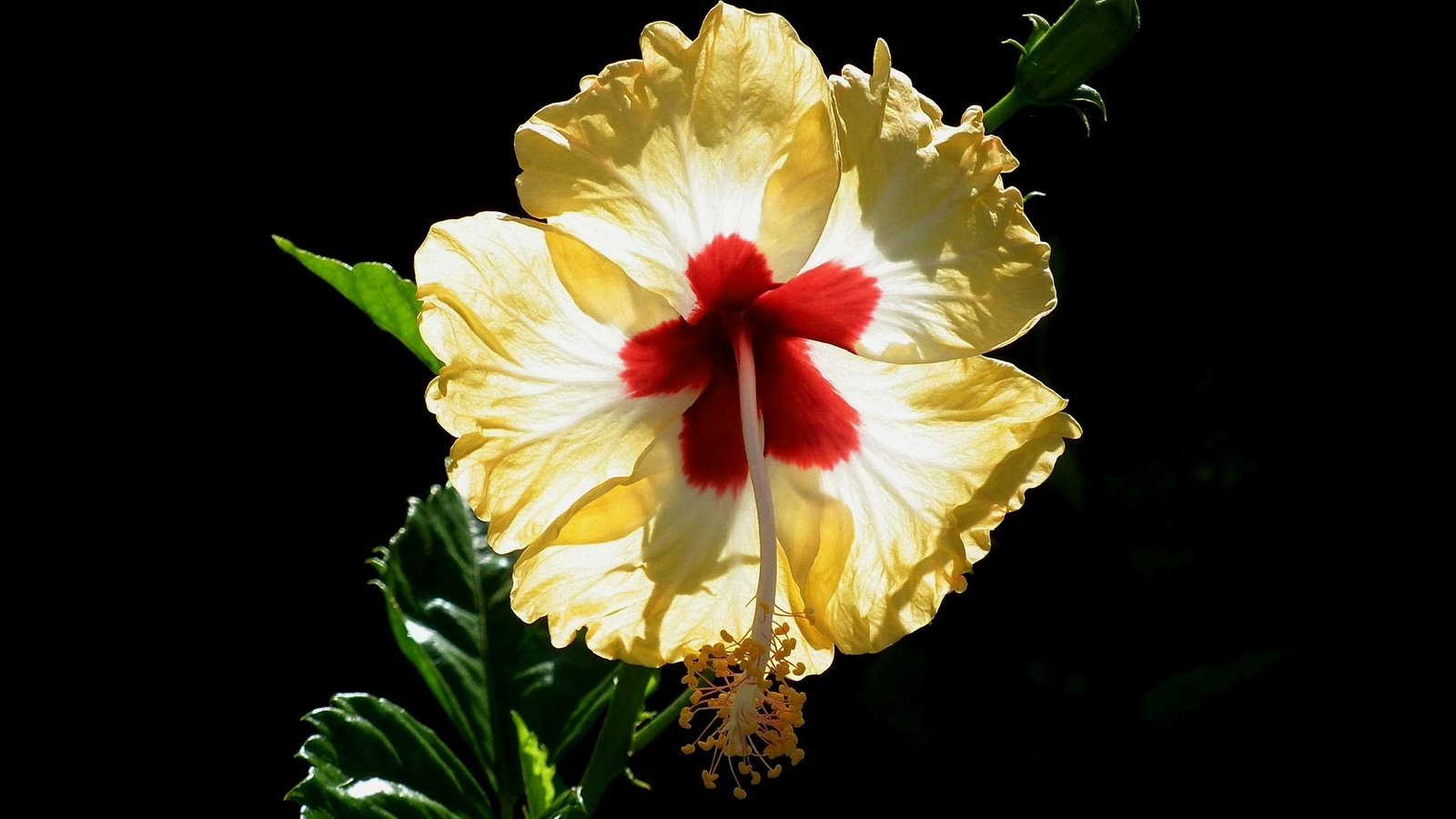 Обои макро, фон, цветок, лепестки, черный фон, гибискус, macro, background, flower, petals, black background, hibiscus разрешение 2048x1299 Загрузить