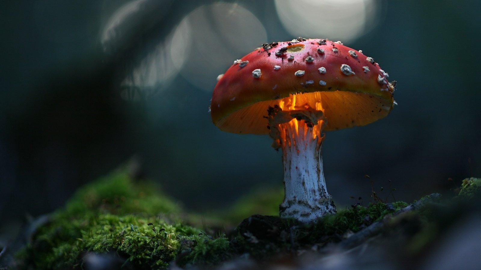 Обои зелень, макро, гриб, волшебно, greens, macro, mushroom, magically разрешение 1920x1200 Загрузить