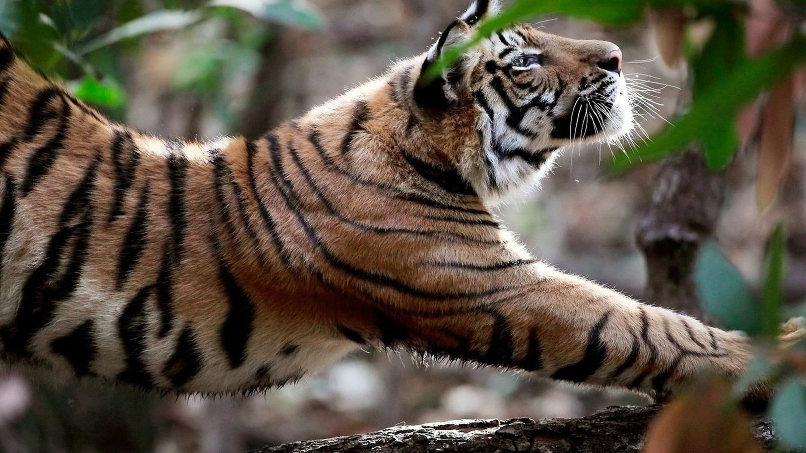 Обои тигр, природа, хищник, большая кошка, tiger, nature, predator, big cat разрешение 1920x1080 Загрузить