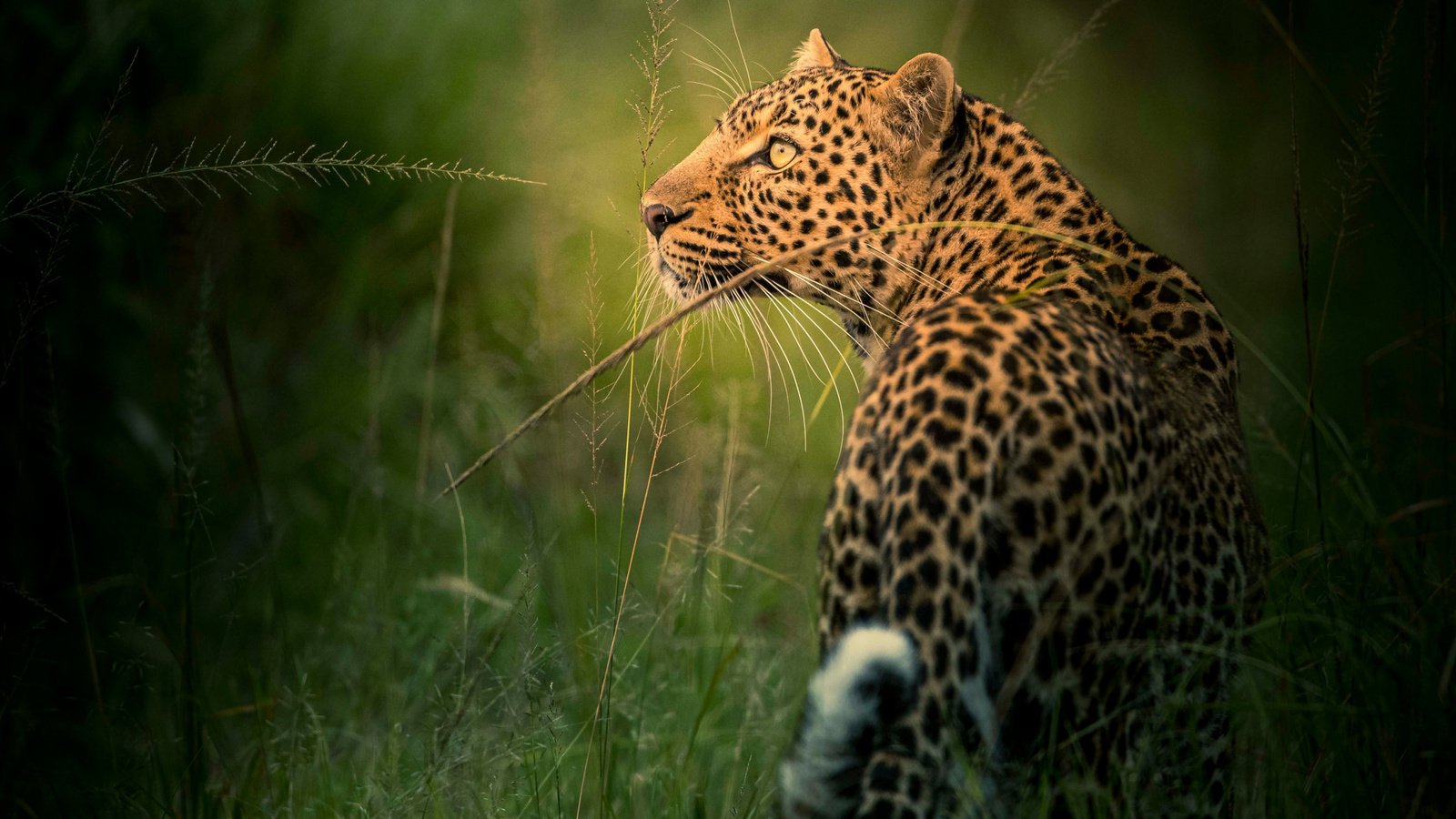 Обои морда, трава, взгляд, леопард, профиль, дикая кошка, face, grass, look, leopard, profile, wild cat разрешение 2112x1188 Загрузить