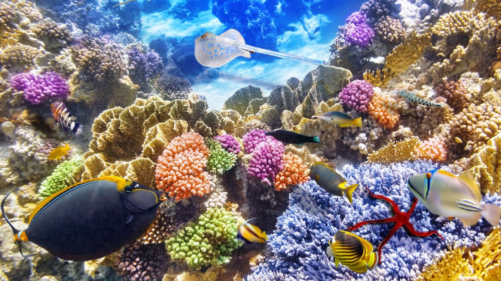 Обои рыбки, океан, подводный мир, подводная, коралл, коралловый риф, океана, fishes, fish, the ocean, underwater world, underwater, coral, coral reef, ocean разрешение 1920x1080 Загрузить