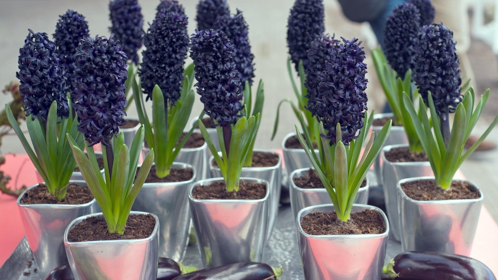 Обои цветы, горшки, фиолетовые, баклажаны, гиацинт, flowers, pots, purple, eggplant, hyacinth разрешение 2450x1510 Загрузить