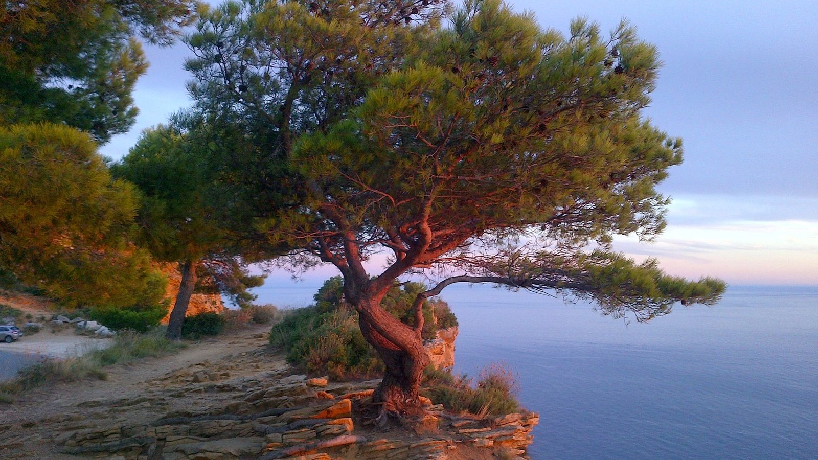 Обои дерево, море, скала, франция, лазурный берег, tree, sea, rock, france, cote d'azur разрешение 2048x1383 Загрузить