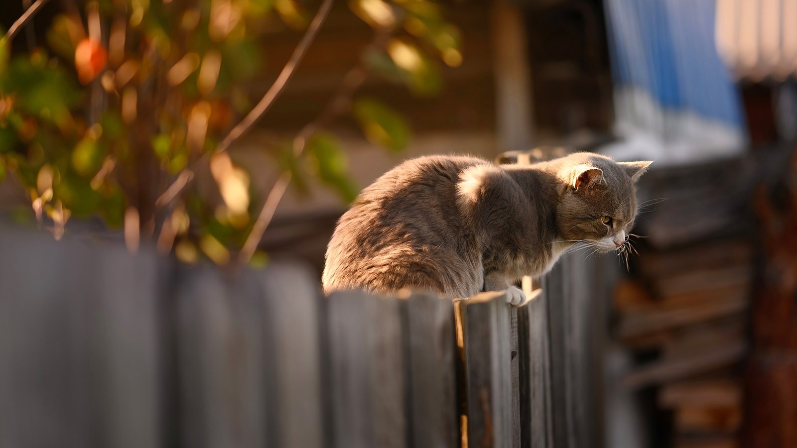 Обои кот, кошка, забор, серый, сидит, cat, the fence, grey, sitting разрешение 3840x2160 Загрузить
