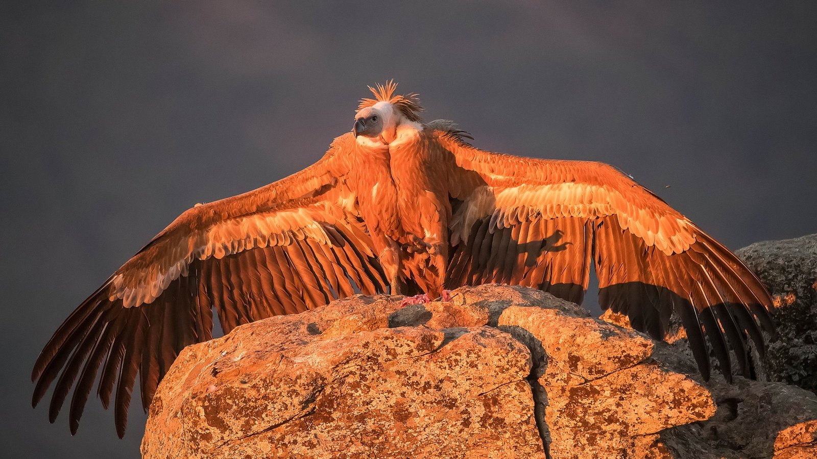 Обои крылья, гриф, хищник, птица, белоголовый сип, wings, grif, predator, bird, griffon vulture разрешение 2048x1173 Загрузить