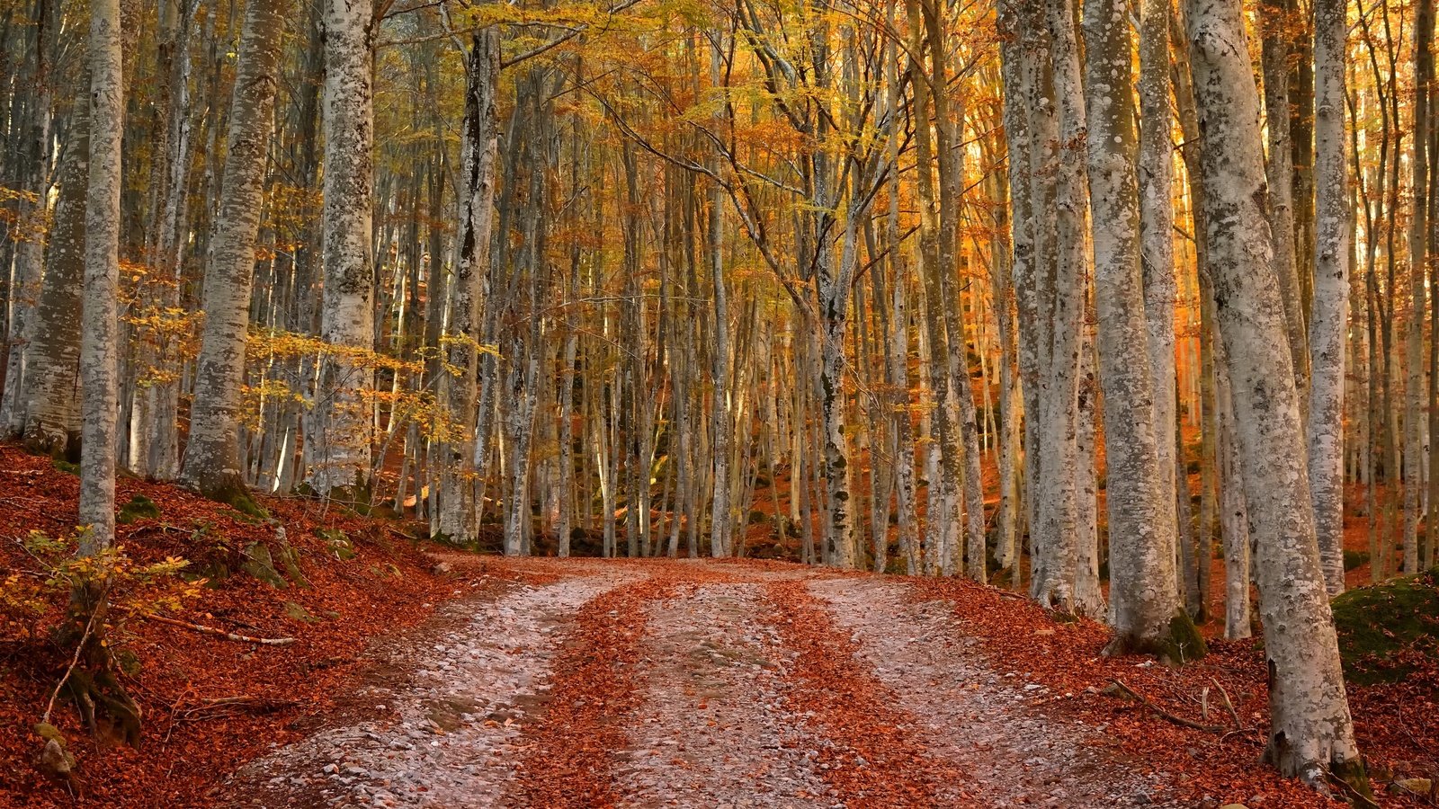 Обои лес, осень, forest, autumn разрешение 3840x2160 Загрузить