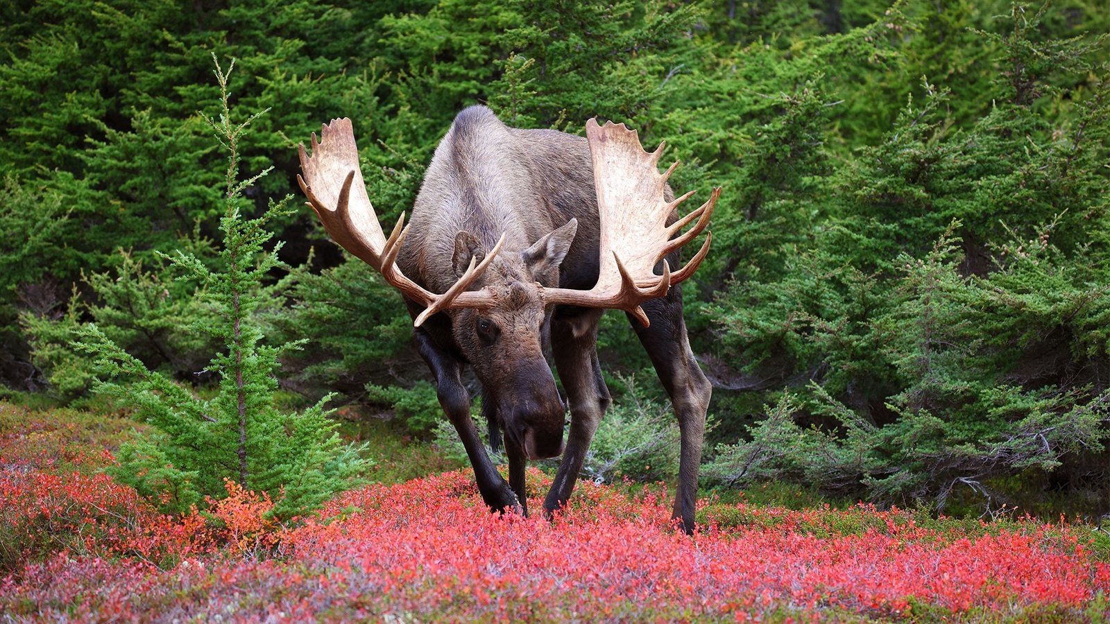 Обои природа, лось, nature, moose разрешение 2048x1300 Загрузить