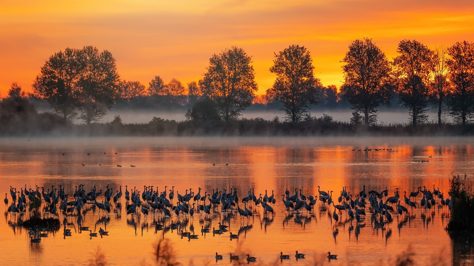 Обои река, туман, осень, птицы, river, fog, autumn, birds разрешение 2048x1265 Загрузить