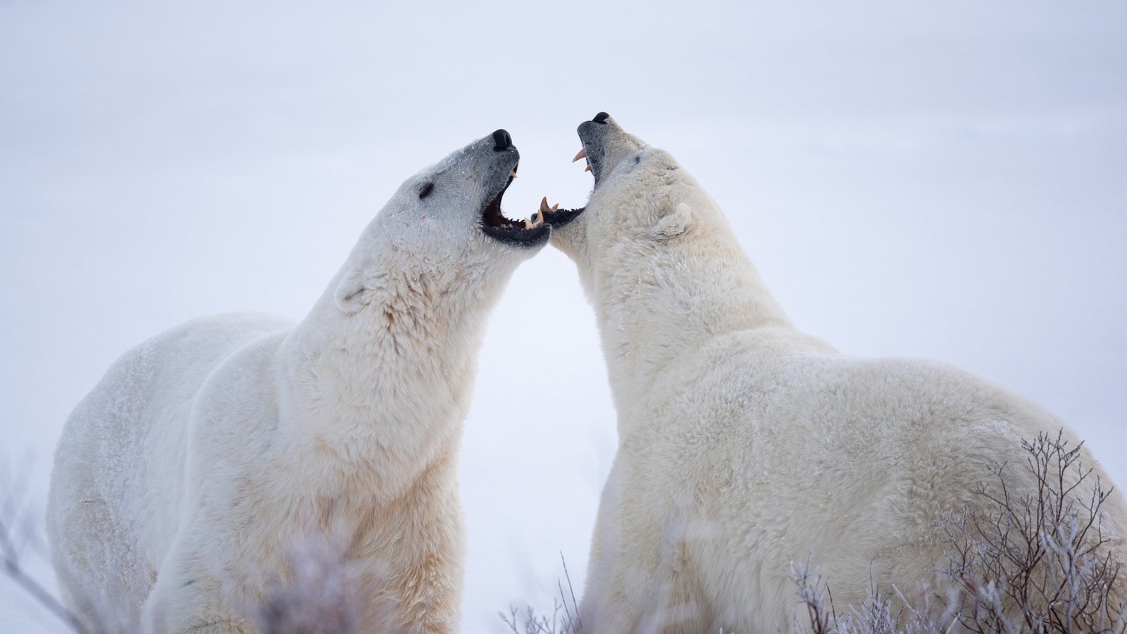 Обои белые медведи, полярные медведи, два медведя, polar bears, two bears разрешение 2048x1367 Загрузить
