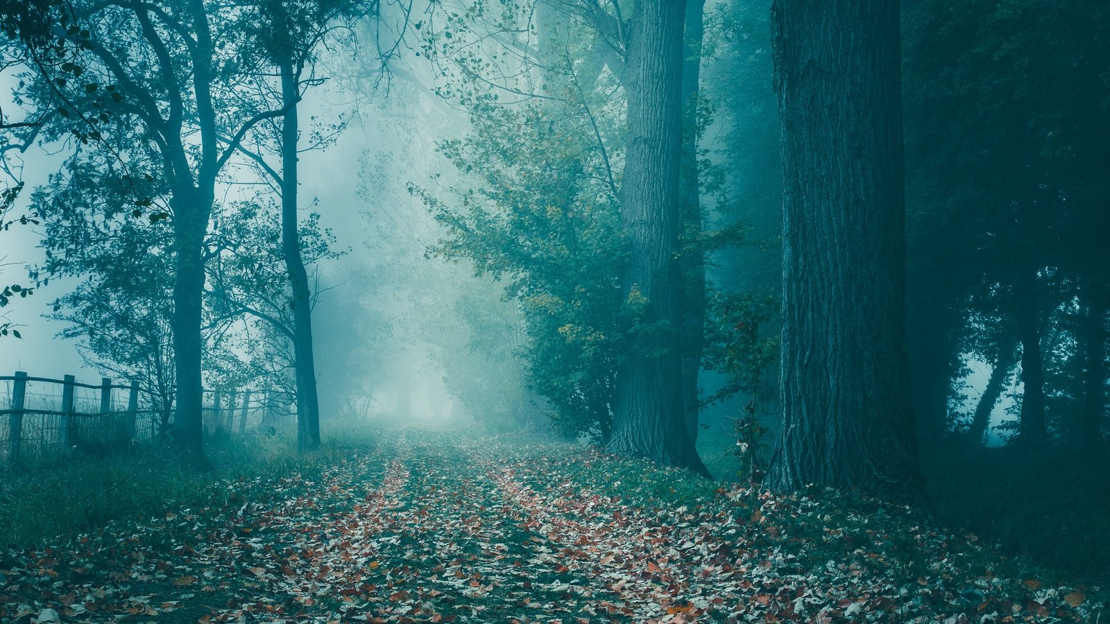 Обои дорога, деревья, лес, туман, осень, road, trees, forest, fog, autumn разрешение 6000x4000 Загрузить