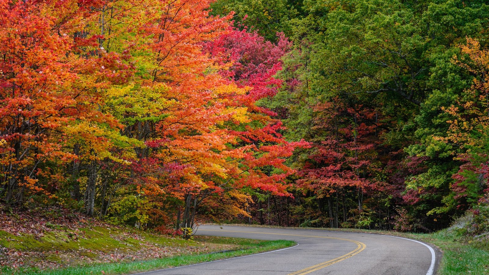 Обои дорога, деревья, листья, парк, осень, road, trees, leaves, park, autumn разрешение 4288x2848 Загрузить