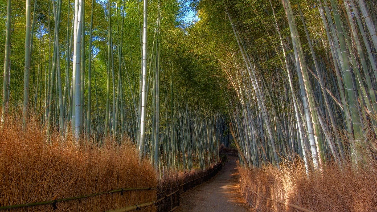 Обои бамбуковая роща, арт, трава, деревья, река, лес, дорожка, тропинка, бамбук, bamboo grove, art, grass, trees, river, forest, track, path, bamboo разрешение 1920x1280 Загрузить