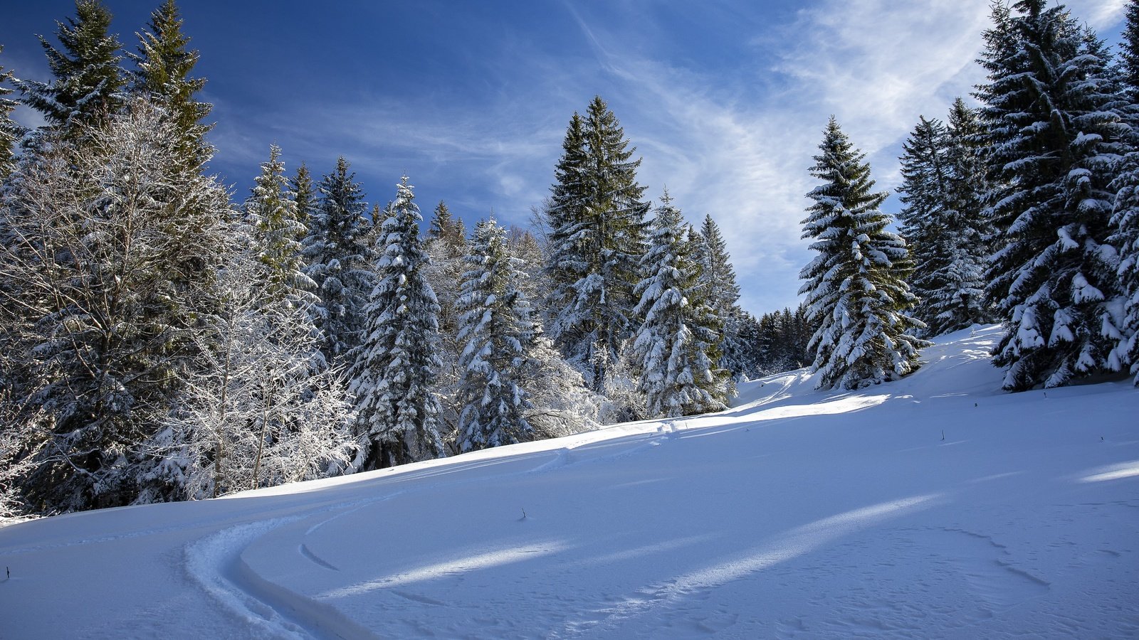 Обои лес, зима, колея, forest, winter, track разрешение 5760x3840 Загрузить