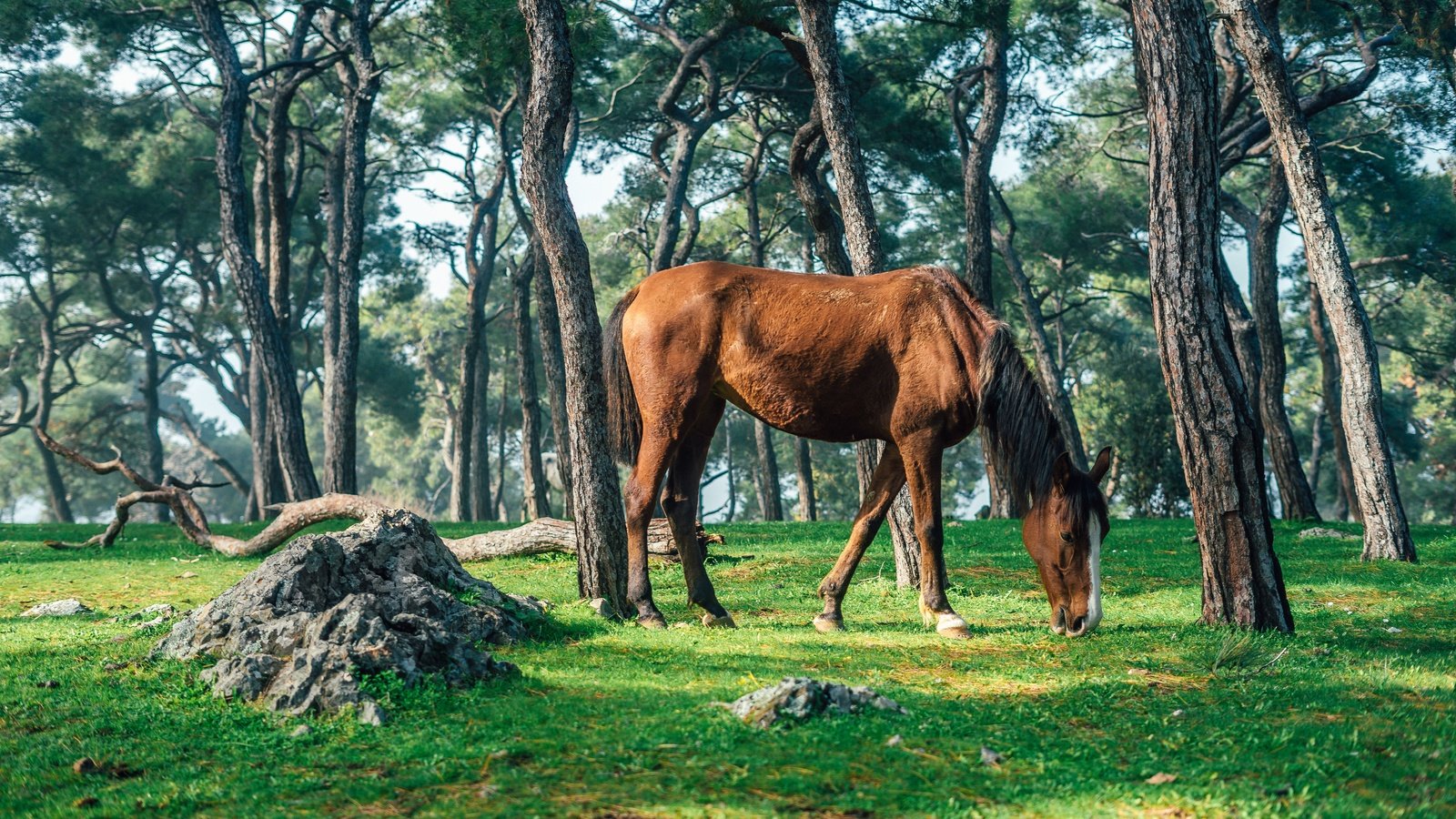 Обои лошадь, деревья, природа, лес, стволы, конь, horse, trees, nature, forest, trunks разрешение 6000x4000 Загрузить