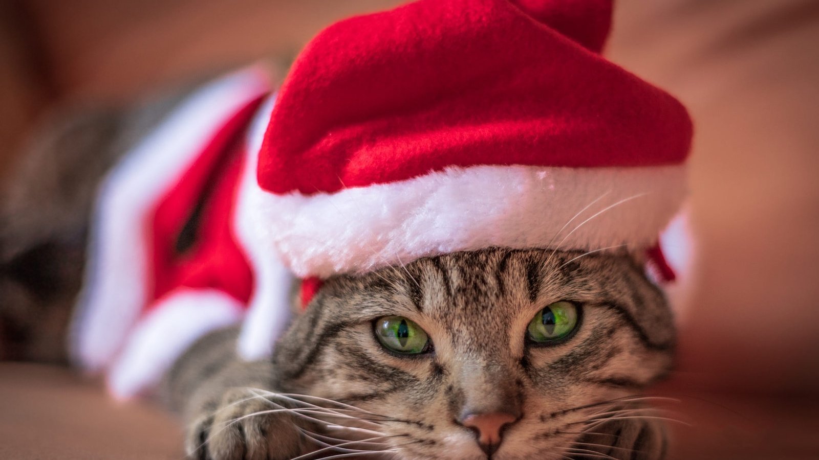 Обои новый год, рождество, кот, полосатый, лапы, кошка, взгляд, лежит, мордашка, зеленые глаза, праздник, holiday, new year, christmas, cat, striped, paws, look, lies, face, green eyes разрешение 2000x1316 Загрузить