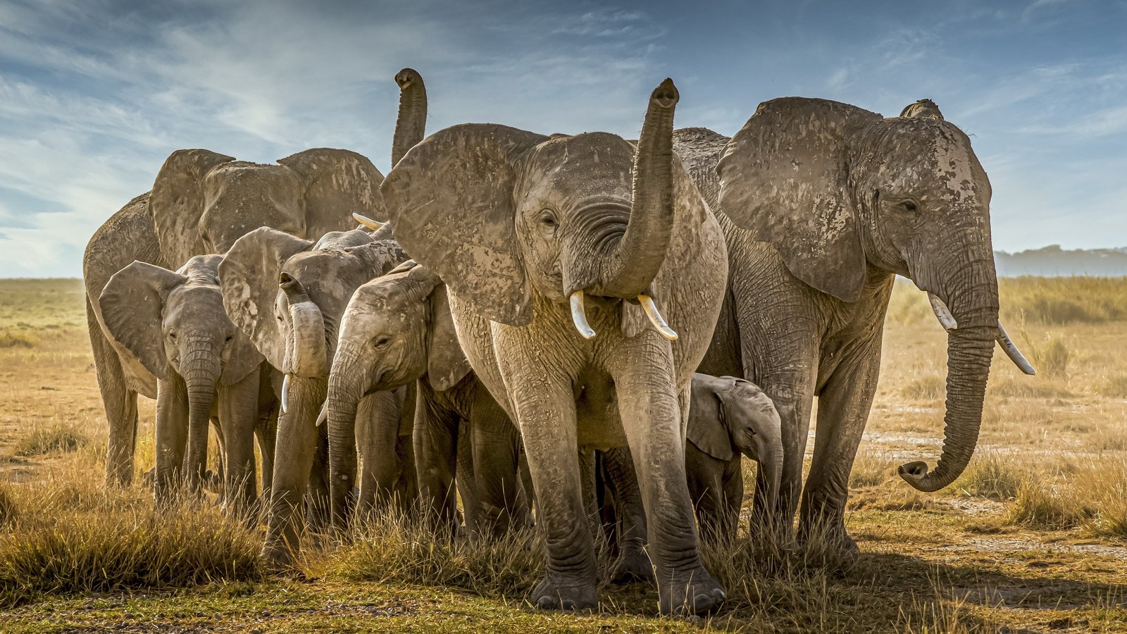 Обои природа, африка, слоны, nature, africa, elephants разрешение 3840x2160 Загрузить