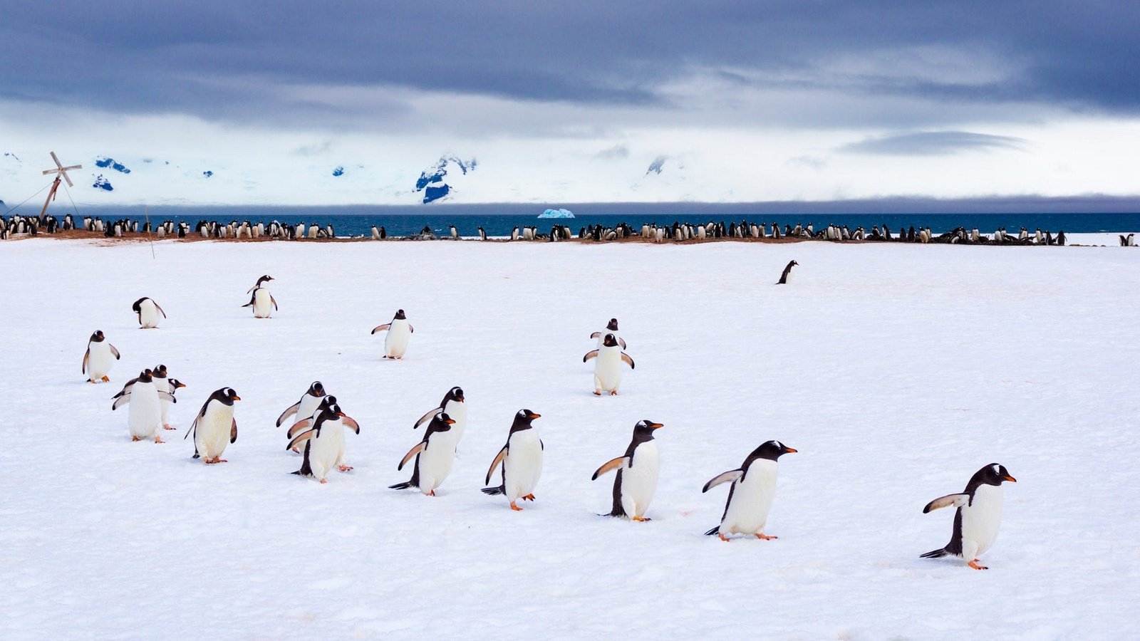 Обои снег, птицы, пингвин, антарктида, пингвины, крылышки, snow, birds, penguin, antarctica, penguins, wings разрешение 1920x1080 Загрузить