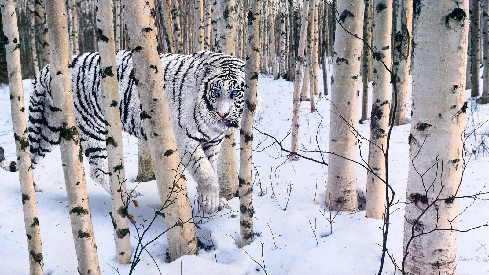 Обои тигр, лес, зима, белый, tiger, forest, winter, white разрешение 4298x2224 Загрузить