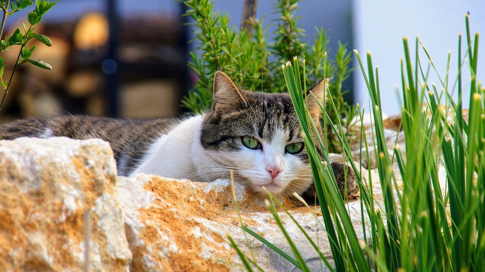 Обои трава, камни, кот, кошка, взгляд, лежит, зеленые глаза, боке, grass, stones, cat, look, lies, green eyes, bokeh разрешение 2560x1440 Загрузить