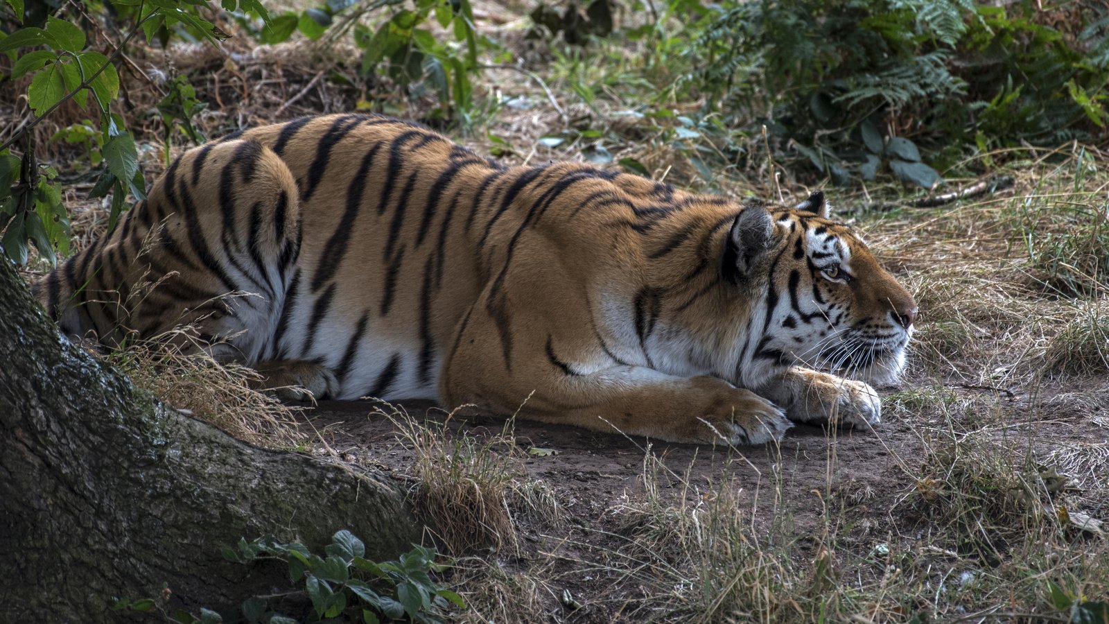 Обои тигр, tiger разрешение 4000x2400 Загрузить