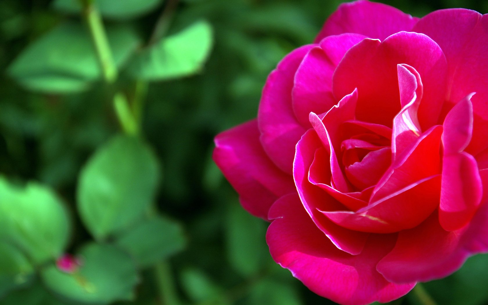 Обои природа, роза, красный, цветок макро, nature, rose, red, flower macro разрешение 2560x1600 Загрузить