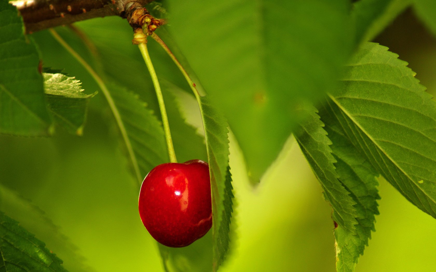 Обои листья, ягода, красная, черешня, спелая, одинокая, зеленые, leaves, berry, red, cherry, ripe, lonely, green разрешение 2560x1600 Загрузить