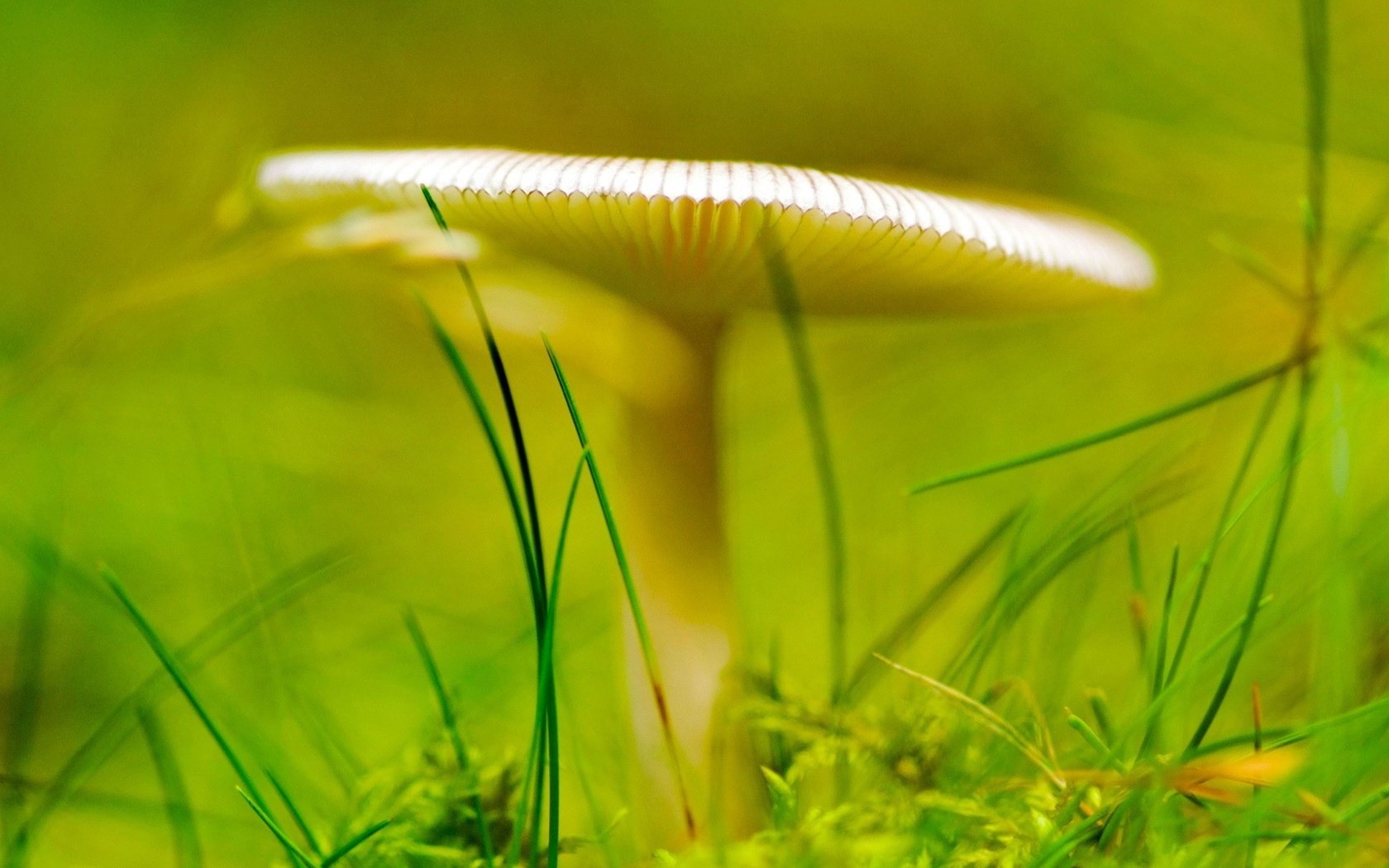 Обои трава, зелёный, гриб, grass, green, mushroom разрешение 1920x1440 Загрузить
