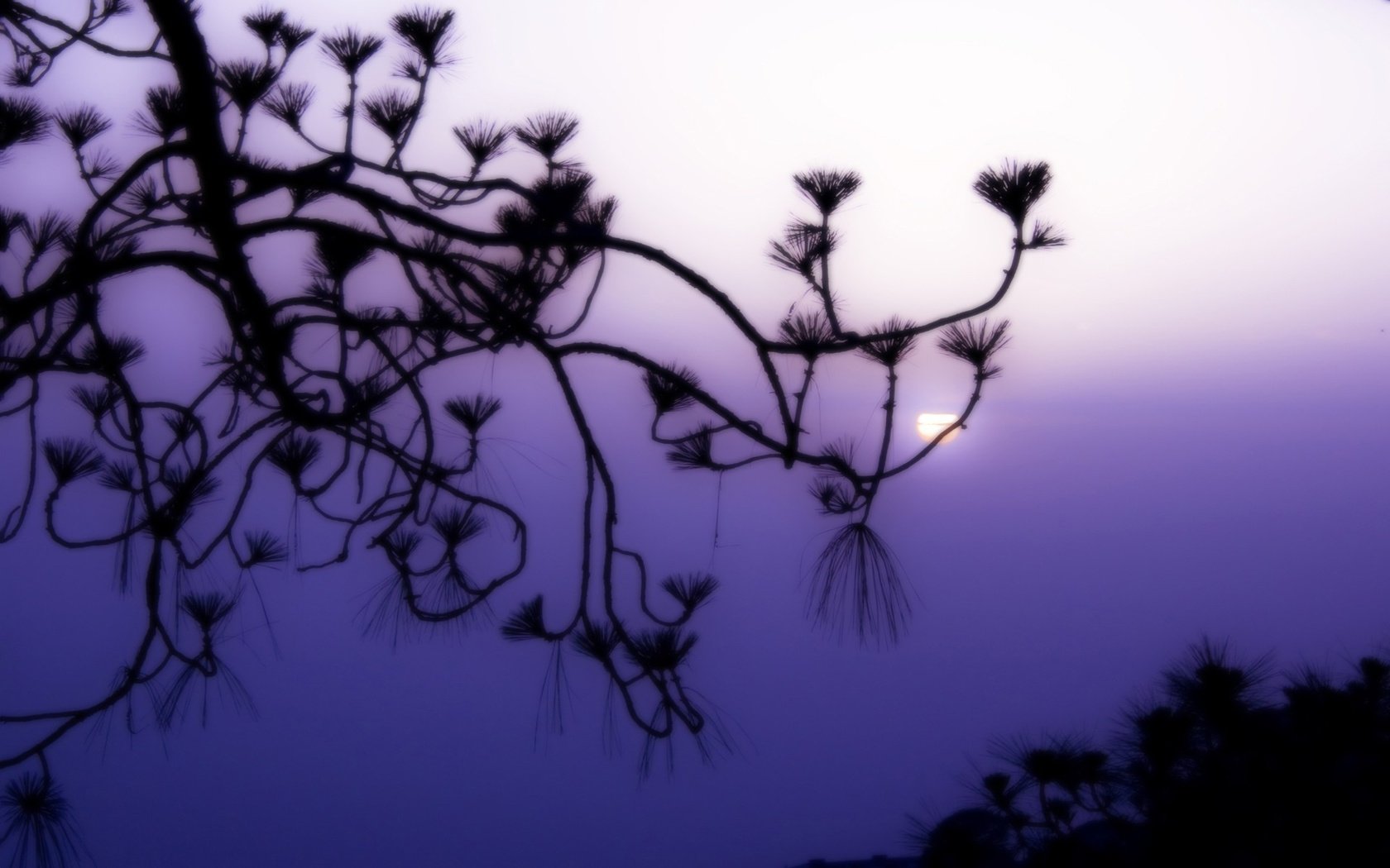 Обои ветка, солнце, туман, сиреневый, branch, the sun, fog, lilac разрешение 1920x1200 Загрузить