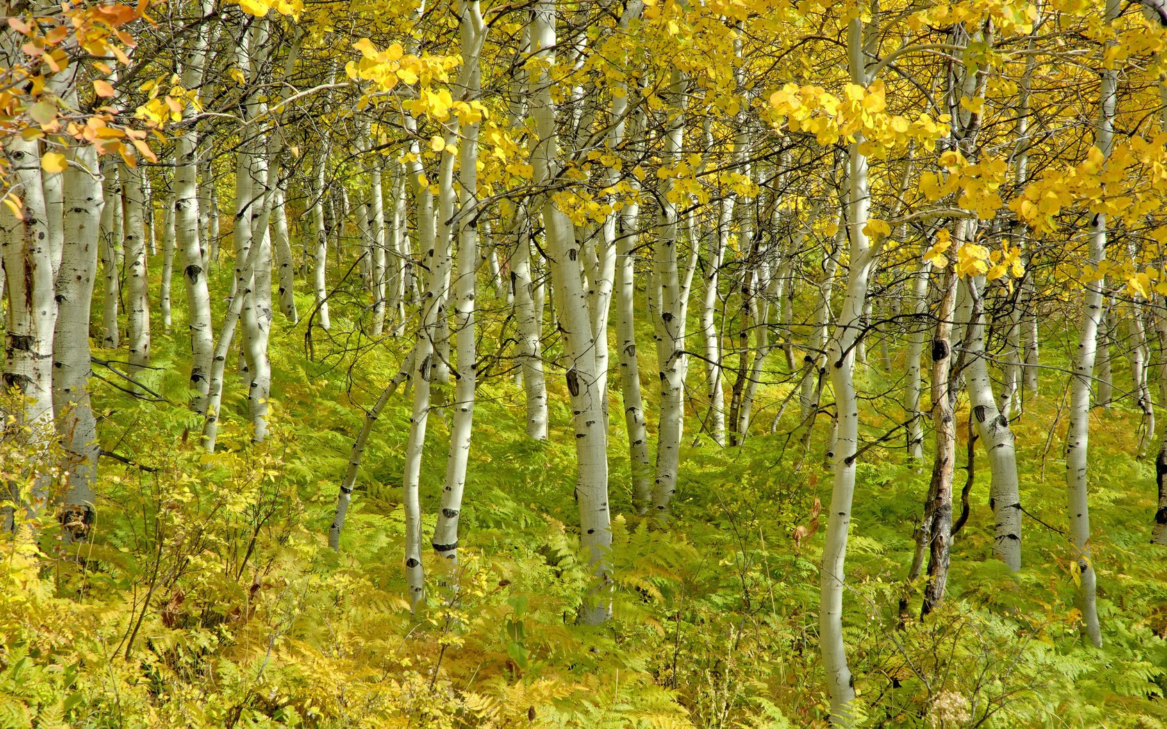 Обои деревья, березы, осень, красота, роща, trees, birch, autumn, beauty, grove разрешение 4288x2848 Загрузить