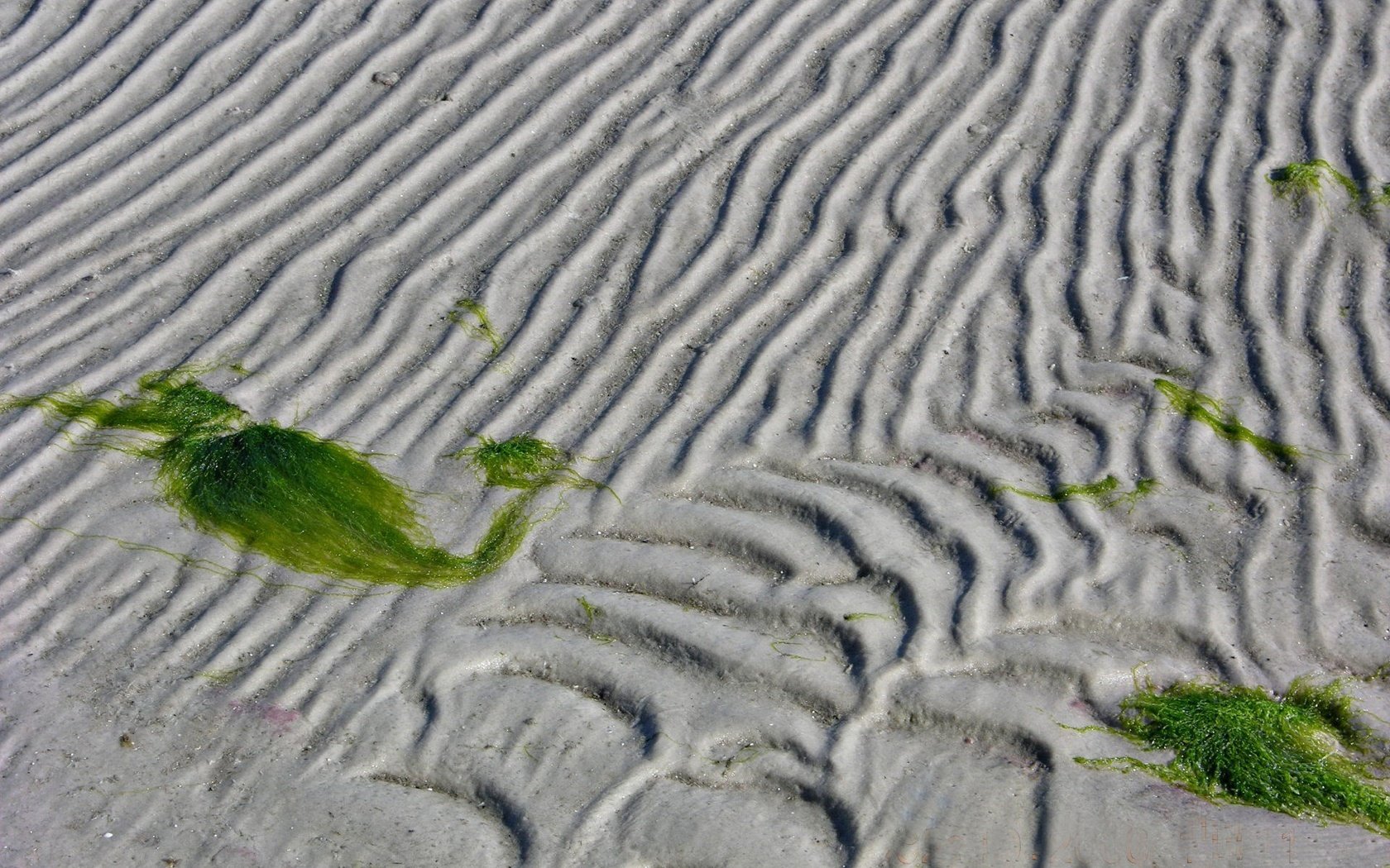 Обои линии, песок, водоросли, line, sand, algae разрешение 1920x1440 Загрузить