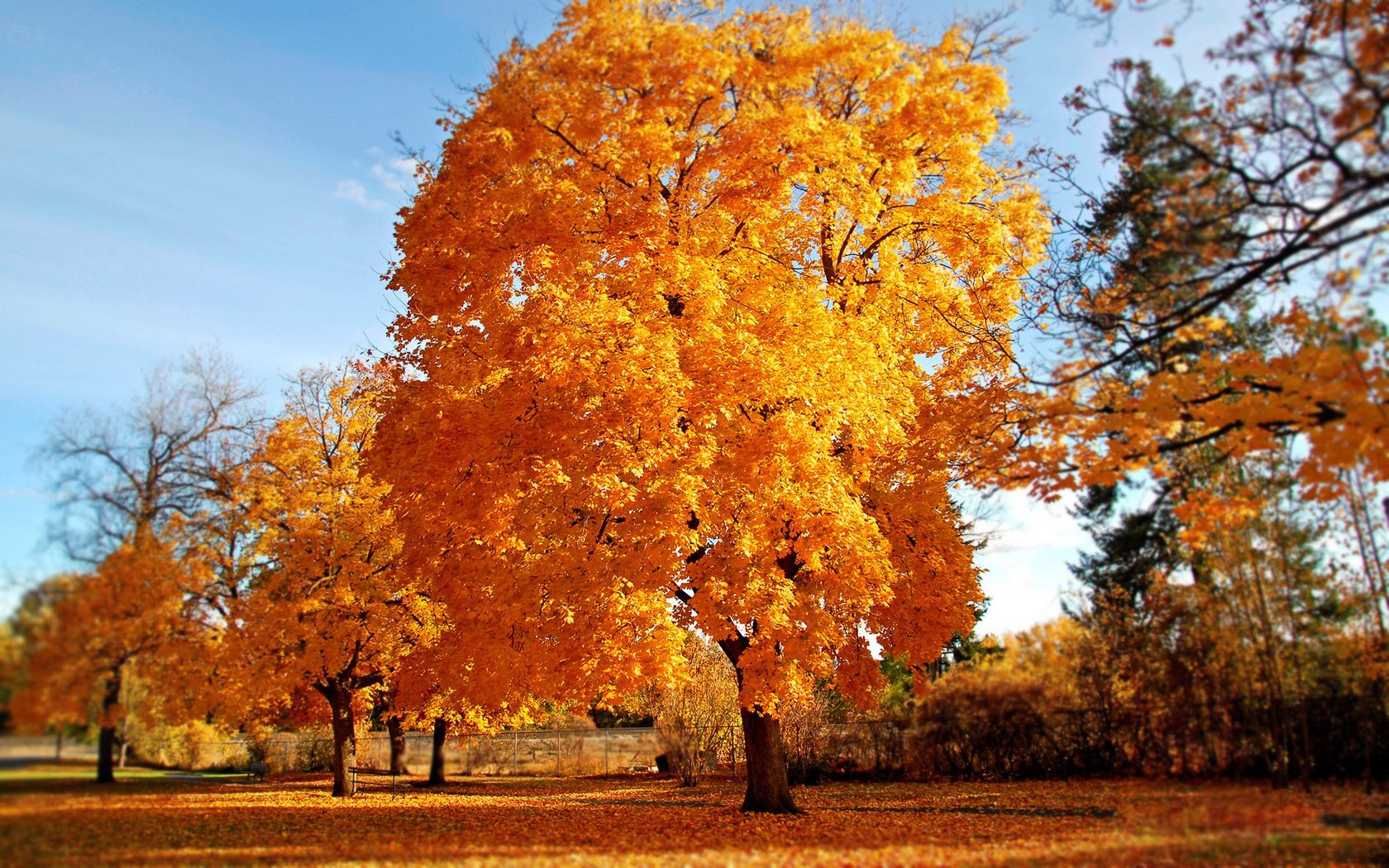 Обои дерево, осень, золото, tree, autumn, gold разрешение 1920x1200 Загрузить