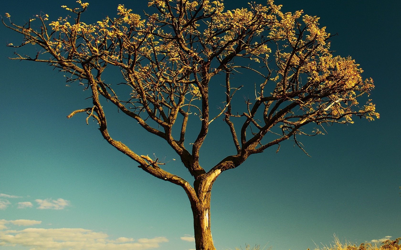 Обои небо, дерево, листья, ветки, ствол, сухое дерево, the sky, tree, leaves, branches, trunk, a dry tree разрешение 1920x1440 Загрузить