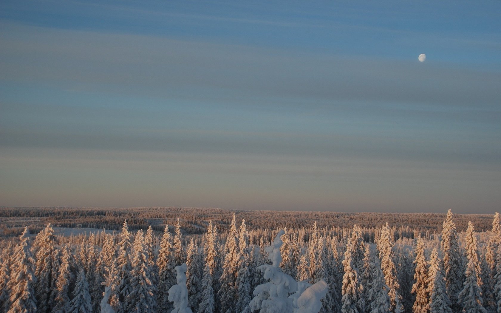 Обои небо, снег, лес, зима, луна, the sky, snow, forest, winter, the moon разрешение 1920x1200 Загрузить