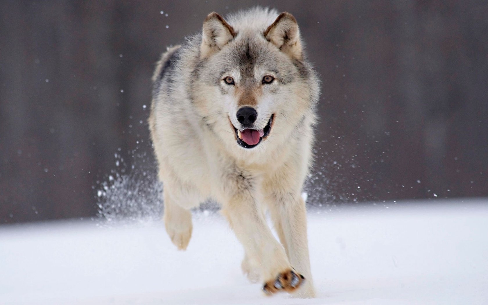 Обои снег, зима, волк, snow, winter, wolf разрешение 1920x1200 Загрузить
