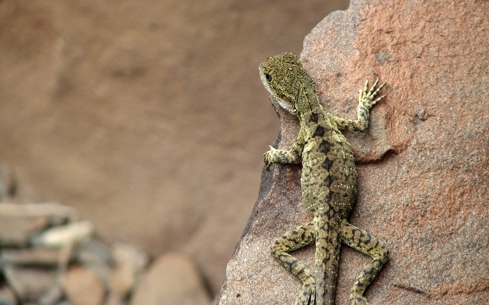 Обои камни, ящерица, австралия, stones, lizard, australia разрешение 2560x1600 Загрузить